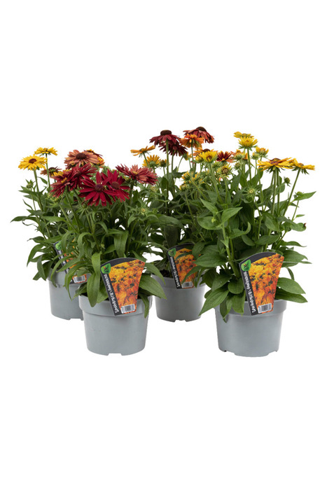 Håret Solhat 'Rudbeckia' 17 cm potte